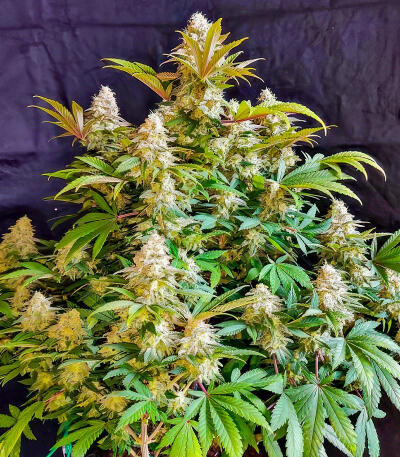 Trainwreck Fast Version fem (Seedkeepers) семена конопли — изображение 7
