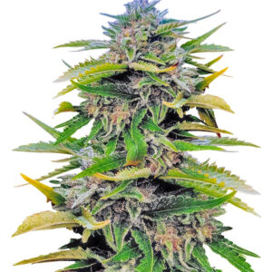 Trainwreck Fast Version fem (Seedkeepers) семена конопли