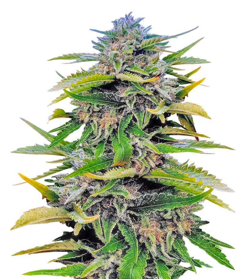 Trainwreck Fast Version fem (Seedkeepers) семена конопли