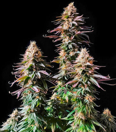 Trainwreck Fast Version fem (Seedkeepers) семена конопли — изображение 5