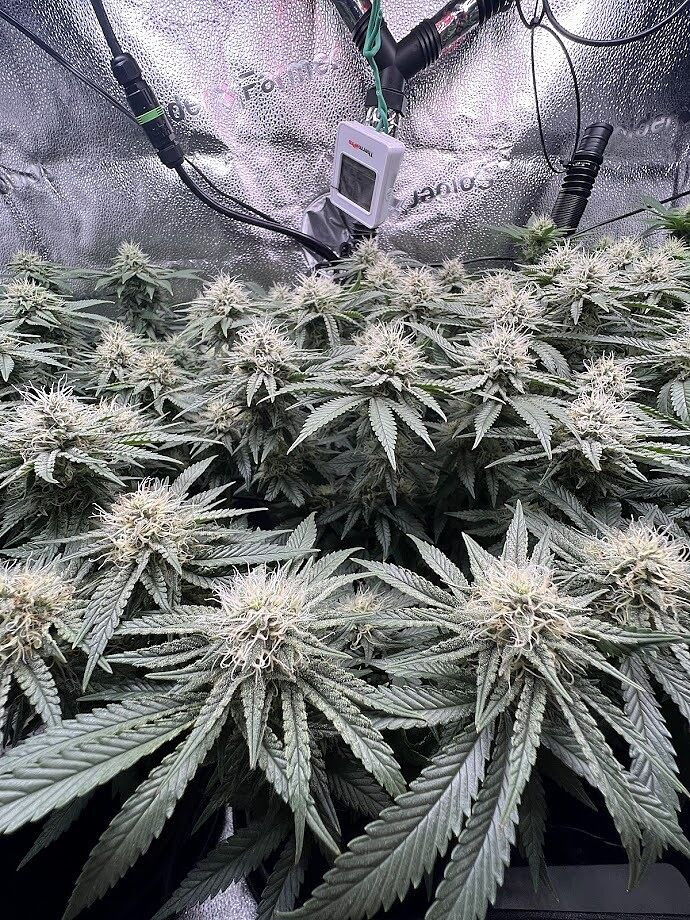 Northern Lights 10 of 10 fem (Seedkeepers) семена конопли — изображение 4