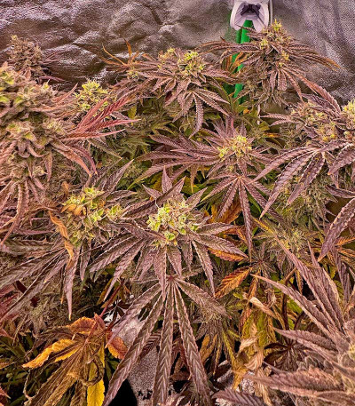 Black Cherry Gushers fem (Barney's Farm) семена конопли — изображение 4