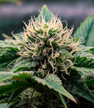 Black Cherry Gushers fem (Barney's Farm) семена конопли — изображение 6
