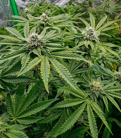 Black Cherry Gushers fem (Barney's Farm) семена конопли — изображение 7