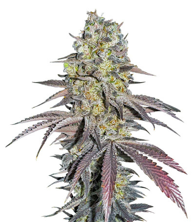 Black Cherry Gushers fem (Barney's Farm) семена конопли