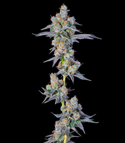 Dulce Dreams fem (Compound Genetics) семена конопли — изображение 2