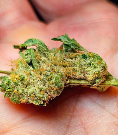 Garlic Cookies fem (Barney's Farm) семена конопли — изображение 7