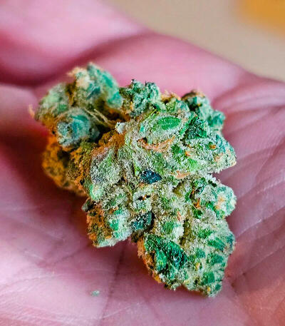 Garlic Cookies fem (Barney's Farm) семена конопли — изображение 8