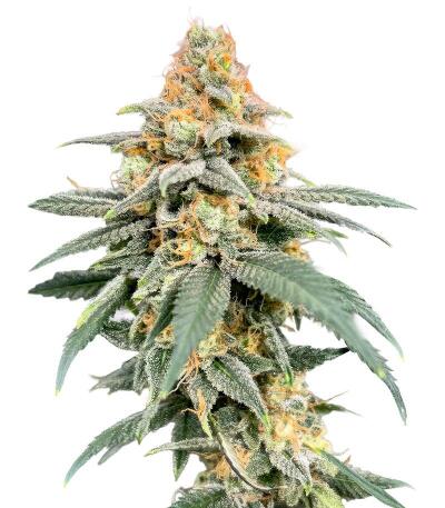 Garlic Cookies fem (Barney's Farm) семена конопли