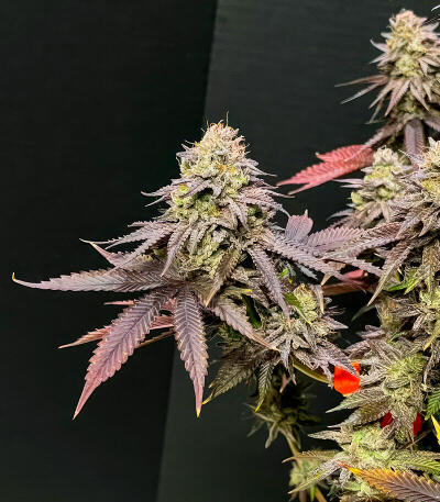 Insane OG Strain (Barney's Farm) семена конопли — изображение 5