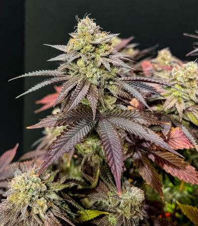 Insane OG Strain (Barney's Farm) семена конопли — изображение 6