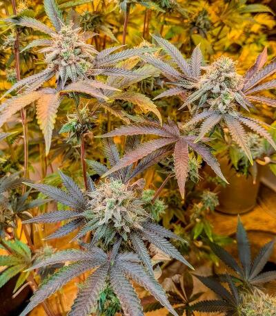 Insane OG Strain (Barney's Farm) семена конопли — изображение 4