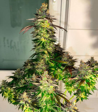 Insane OG Strain (Barney's Farm) семена конопли — изображение 3