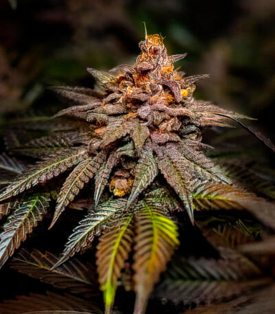 Lemon Cherry Runtz fem (FastBuds) семена конопли — изображение 3