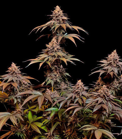 Lemon Cherry Runtz fem (FastBuds) семена конопли — изображение 4