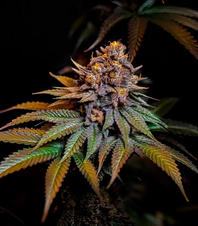 Lemon Cherry Runtz fem (FastBuds) семена конопли — изображение 5