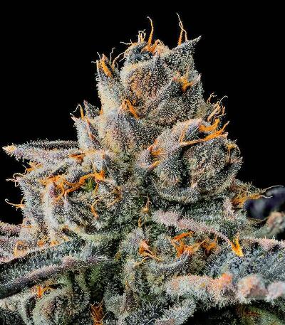 New Money fem (Compound Genetics) семена конопли — изображение 2