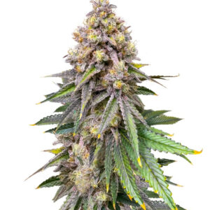 Sour Diesel x OG Kush fem (Seedkeepers) семена конопли