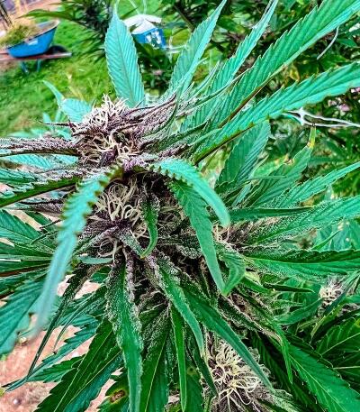 Booberry Cookies RBX fem (Ethos Genetics) семена конопли — изображение 5