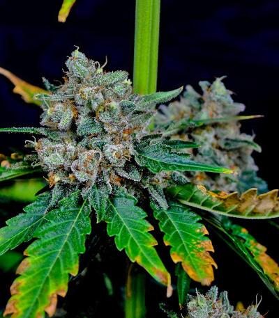 Booberry Cookies RBX fem (Ethos Genetics) семена конопли — изображение 6