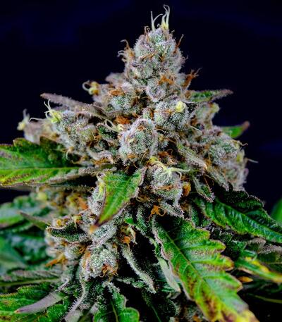 Booberry Cookies RBX fem (Ethos Genetics) семена конопли — изображение 2