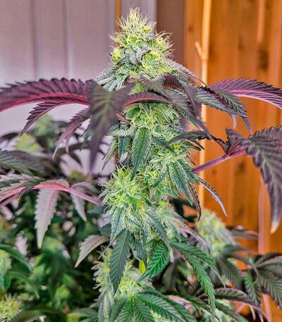 Booberry Cookies RBX fem (Ethos Genetics) семена конопли — изображение 3