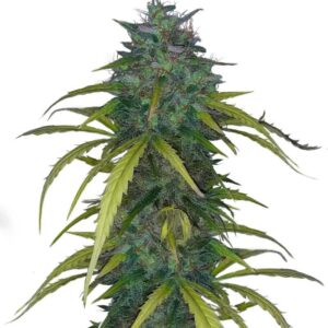 Dos-Si-Dos Cookies Autoflower fem (Easy Grow Seeds) семена конопли