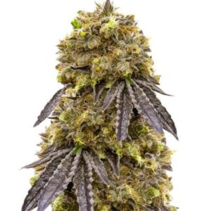 La Calma Autoflower fem (Easy Grow Seeds) семена конопли