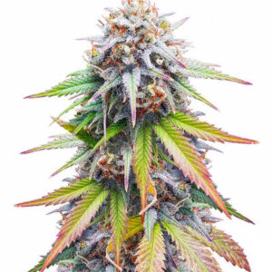 Keep Frosted Guava Autoflower fem (Seedkeepers) семена конопли