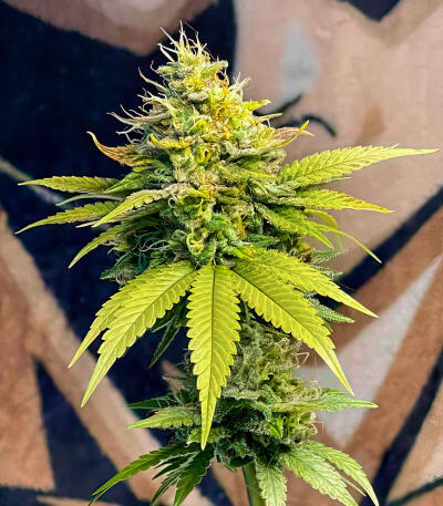 La Calma Autoflower fem (Easy Grow Seeds) семена конопли — изображение 3