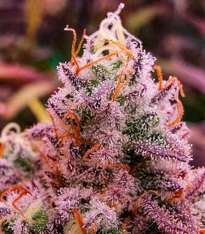 Mookie B R1 fem (Ethos Genetics) семена конопли — изображение 2