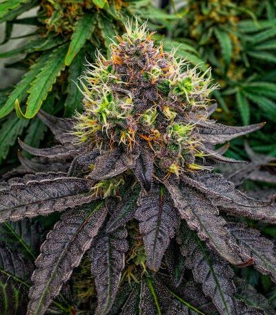 Mookie B R1 fem (Ethos Genetics) семена конопли — изображение 3