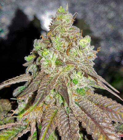 Mac n’ Jack R1 fem (Ethos Genetics) семена конопли — изображение 2