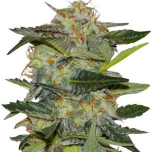 Mystical Autoflower fem (Easy Grow Seeds) семена конопли