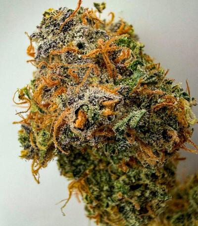 Nuggz R1 fem (Ethos Genetics) семена конопли — изображение 2