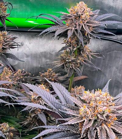 Nuggz R1 fem (Ethos Genetics) семена конопли — изображение 3