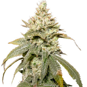 Gummy Skunk Fast Version fem (Easy Grow Seeds) семена конопли