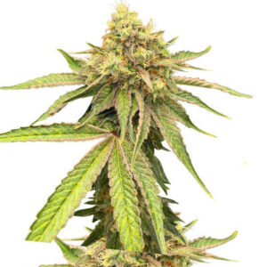 Watermelon Zkittlez Fast Version fem (Easy Grow Seeds) семена конопли