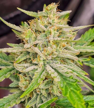 Peach Crescendo Auto RF3 fem (Ethos Genetics) семена конопли — изображение 2