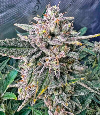 Peach Crescendo Auto RF3 fem (Ethos Genetics) семена конопли — изображение 3