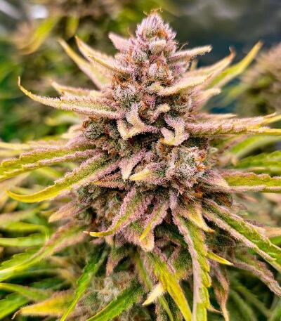 Peach Crescendo Auto RF3 fem (Ethos Genetics) семена конопли — изображение 4