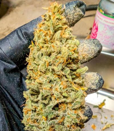 Peach Crescendo Auto RF3 fem (Ethos Genetics) семена конопли — изображение 5