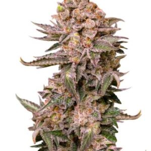 Papaya Frosting fem (Barney's Farm) семена конопли